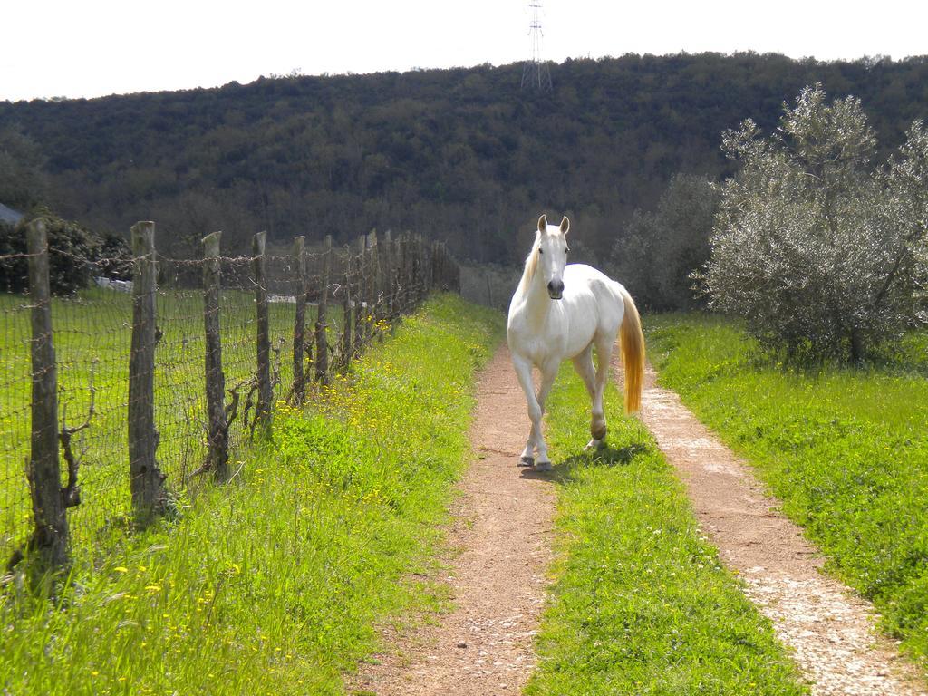 Agriturismo Podere Borgognano Massa Marittima Exteriör bild